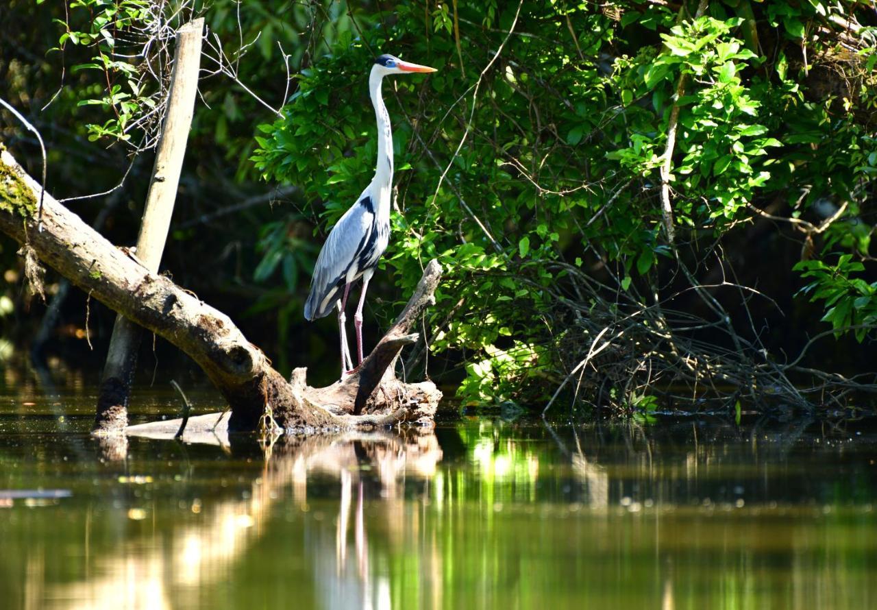 Chalé Privativo à beira do rio Jaguareguava na Mata Atlântica em Bertioga SP Villa Esterno foto