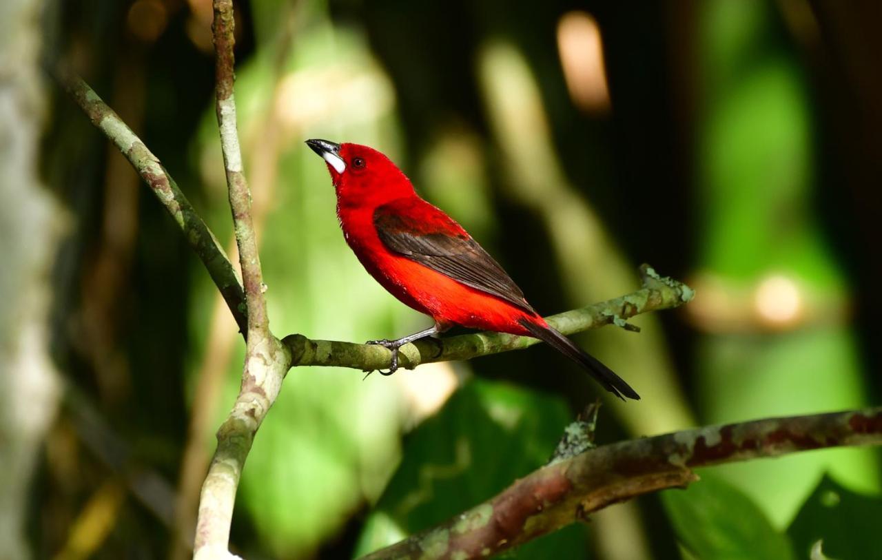 Chalé Privativo à beira do rio Jaguareguava na Mata Atlântica em Bertioga SP Villa Esterno foto